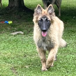 Boy 2 - Mahogany and black male Belgian Tervuren puppy in South Point, Ohio from Aftershock Belgians