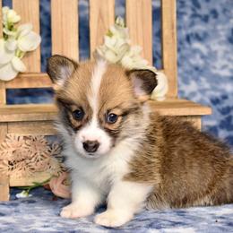 Hickory - Red male Pembroke Welsh Corgi puppy in East Canton, Ohio from Victorian Farms