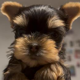 Teacup Jack - Black and gold male Yorkshire Terrier puppy in Antelope, California from Yorkie Family Home