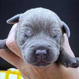 Harvest - Blue male Staffordshire Bull Terrier puppy in Dallas, Texas from Wild Blue Staffords