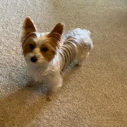 Daisy - Yorkshire Terrier