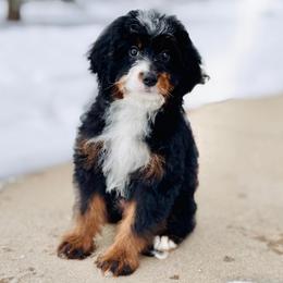 Sharla - Tri-color female Bernedoodle puppy in Dundee, Ohio from Down Home Doodle