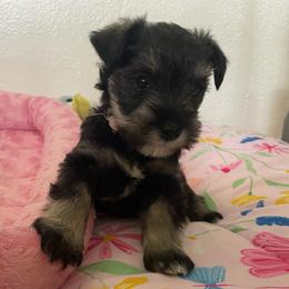 Minnie - Salt and pepper female Miniature Schnauzer puppy in Anthony, Florida from Amanda Tragash