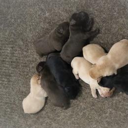 Avalanche - Black male Labrador Retriever puppy in Camden, Indiana from Camden's Caring Canines
