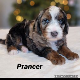 Australian Labradoodle, Bernedoodle, and Sheepadoodle Puppies from Lookingglass Doodles