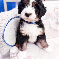 Australian Mountain Doodle and Bernedoodle Puppies from Country Creek Doodles