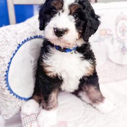 Australian Mountain Doodle and Bernedoodle Puppies from Country Creek Doodles