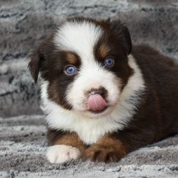 Australian Shepherd Puppies from Driftless Australian Shepherds