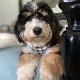 Bernedoodles, Goldendoodles, Labradoodles, and Pyredoodles from Oopsie Doodles of NC