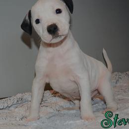 Steve - male Alapaha Blue Blood Bulldog puppy in Walbridge, Ohio from United Alapaha Bulldogs