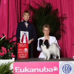 Papillon All Grown Up from Noble's Papillons