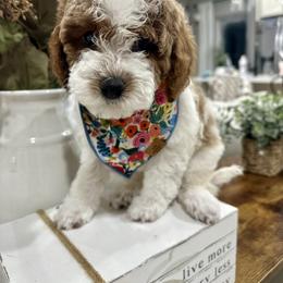 Cavapoo Puppies from Mustard Seed Cava Co.