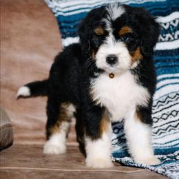 Poblano - Tri-color male Bernedoodle puppy in Grove, Oklahoma from Grand Lake Poodles & Doodles