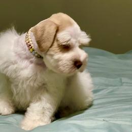 Danny - Miniature Schnauzer