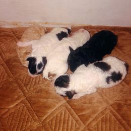 Poodle, Yorkipoo, and Yorkshire Terrier Puppies from Tuts Pups Cafe