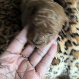 Couture - Red  female Poodle puppy in Fairburn, Georgia from ShesoPoodles
