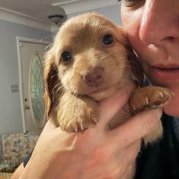 Mochi - Red male Dachshund puppy in Erie, Michigan from Champagne’s Grinch Toe’d Dachshunds