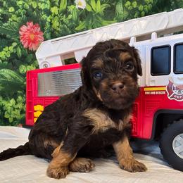Mars - Red tri-color male Aussiedoodle puppy in Prescott Valley, Arizona from Ramirez Family Doodles