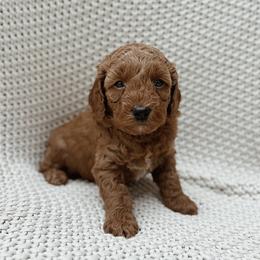 Marcie - Red  female Goldendoodle puppy in Fountain Valley, California from Fountain Valley Doodles