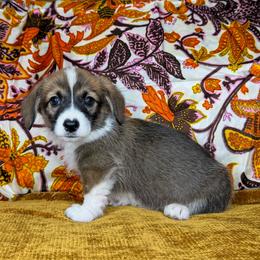 LORETTA - Sable female Pembroke Welsh Corgi puppy in Ritzville, Washington from Sapphire Iris Corgis
