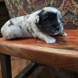 Little John - Blue merle male Australian Shepherd puppy in Wrightsville, Georgia from Wild Magnolia Farms Aussies