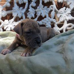 Minerva - Blue brindle female Great Dane puppy in Arlington, Texas from Scoober Danes