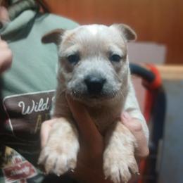 Bonnie - Red speckled female Australian Cattle Dog puppy in Morganton, North Carolina from Trinity C Acres