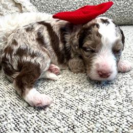 Red - Chocolate merle male Bernedoodle puppy in Curtice, Ohio from The Pink Doghouse