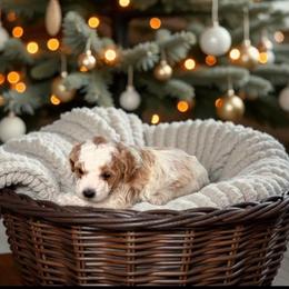 Frost - Parti male Maltipoo puppy in St. George, Utah from Winchester Hills Poodles and Doodles