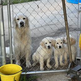 Golden Retriever Puppies from Wise-Taylor Goldens