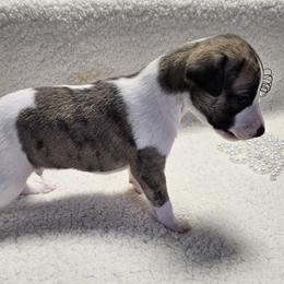 Boy 2 - Fawn brindle male Whippet puppy in Kalamazoo, Michigan from Clarriott Whippets & Cavapoos
