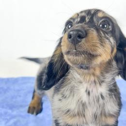Strawberry - Dapple male Dachshund puppy in Sacramento, California from MiniDoxPups