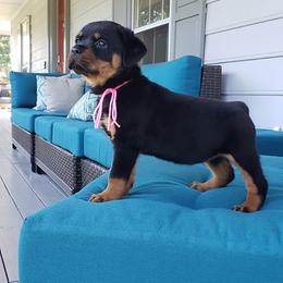 Rottweiler Puppies from Black Jade Rottweilers