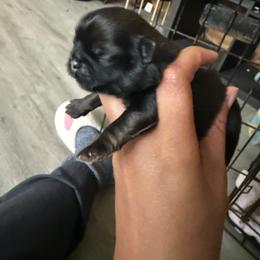 Bowen - Sable male Shih Tzu puppy in Bastrop, Louisiana from Happy Scout's Shih Tzu's