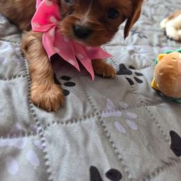 Rose - Ruby female Cavalier King Charles Spaniel puppy in Forest Lake, Minnesota from Northern Lights Goldens