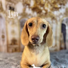 Lady - Dachshund