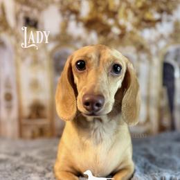 Lady - Dachshund