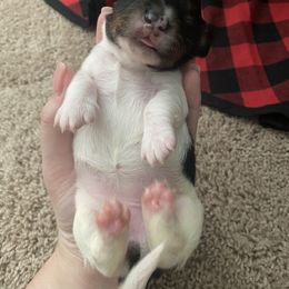 Dachshund Puppies from Holly’s Mini Weenies