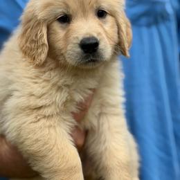 Moose - Golden male Golden Retriever puppy in Warrenton, Virginia from Four Lochs LLC