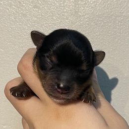 Leo - Black and gold male Yorkshire Terrier puppy in Fredericksburg, Indiana from Yorkie Blessings