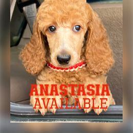 Anastasia - Apricot Poodle puppy in Oceanside, New York from Anastasia STANDARD Poodles three four seven seven five four two three four five