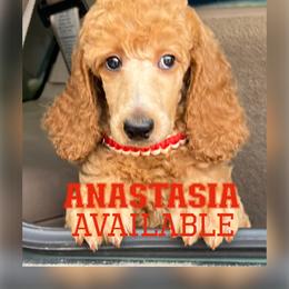 Anastasia - Apricot Poodle puppy in Oceanside, New York from Anastasia STANDARD Poodles three four seven seven five four two three four five