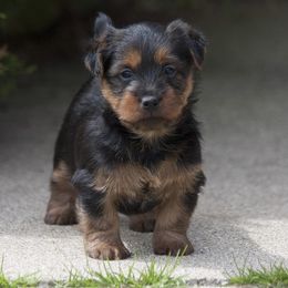 Australian Terrier Puppies from Temora Australian Terriers