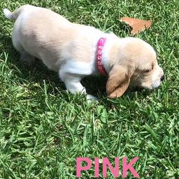 Pink - Lemon and white female Basset Hound puppy in Valley, Alabama from Beverly's Bassets
