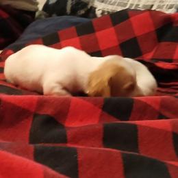 Creamer - Piebald female Dachshund puppy in Hollis, Oklahoma from Write Breed Doxies
