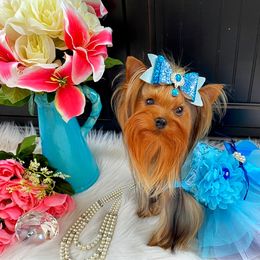 Skylar - Yorkshire Terrier
