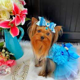 Skylar - Yorkshire Terrier