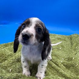 Boy 6 - Dapple male Dachshund puppy in Spanaway, Washington from 11 Oaks Kennels
