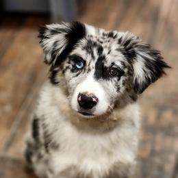 Howdy - Australian Shepherd