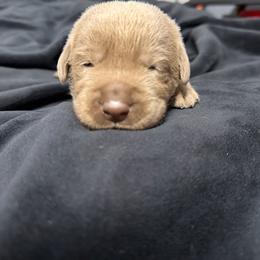 Grey collar - Silver male Dilute Retriever puppy in Valley Center, California from Stunning Silver Bullets Labradors